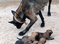 Safkan belçika kurdu malinois