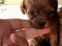 TEACUP POODLE MINIKLERLE TANISTINIZ MI ?