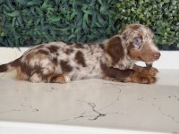 Dapple merle mini dachshund longhair