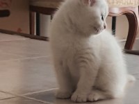British shorthair yavru kedimiz