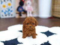 KIVIR KIVIR KİLO GARANTİLİ TOY POODLE YAVRULARIM
