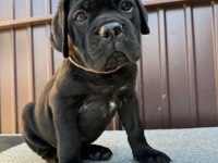 Irk ve sağlık garantili cane corso yavrularım