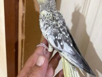 44 GÜNLÜK KUSURSUZ SULYAN PAPAĞANI BEBEK