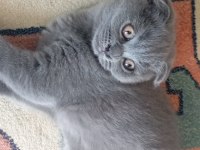 Scottish fold yavru