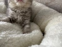 British shorthair yavrular 2 aylık