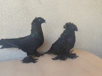 Bir Takım Erp Takım Güvercin