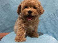 Maltipoo İstanbul