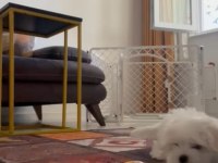 MALTESE mini boy