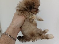 Morkie yavrumuz