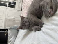 British shorthair yavrumu sahiplendiriyorum