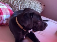 Siyah Cane Corso Erkek 3 Aylık