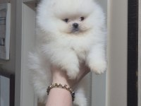 ÜST KALİTE TEACUP AYICIK YÜZ POMERANİAN BOO ERKEK