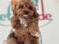 Petmode köpek çiftliğinde ziyarete açık maltipoo