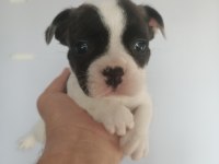 2.5 aylık french bulldog yavrular