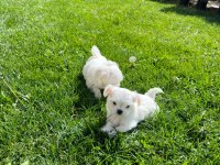 Maltipoo yavrularımız yeni yuvasına gitmeye hazır
