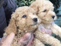 KUSURSUZ MALTİPOO YAVRULAR