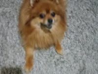 Pomeranian köpeğimize güzel bir aile arıyoruz