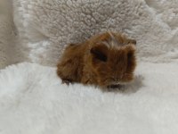 Guinea Pig Bebeklerimiz