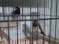 Bengal ispinozu Takım