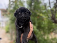 68 günlük pink carrier pug mops bebekler dişi-erkek