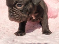 Choco And Tan ve Choco Çikolata tadında french bulldog