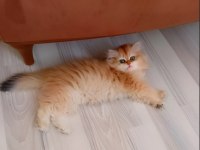 GOLDEN BRİTİSH LONGHAİR MÜKEMMELLİĞİ
