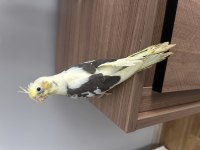 FIRINDAN YENİ ÇIKTI 3 ADET SULTAN PAPAĞANI