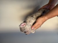 French bulldog yavrularımız yeni ailelerini arıyorlar