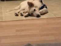 ACİL 4 AYLIK KÖPEĞİMİZ