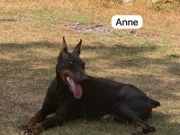Son bir adet fırsat Dobermanı 56 günlük dişi