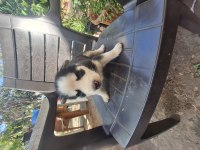 Sibirya kurtları husky