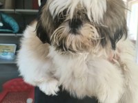 Dişi köpek çok şirin shih tzu