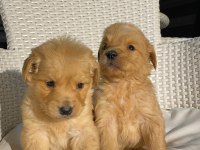 Baby face golden retriever bebekler