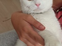 Orjinal scottish fold beyaz 3 aylık yavru