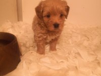 A Kalite Maltipoo Yavrularımız