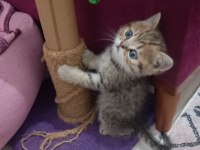 2 Aylık British Shorthair Erkek ve Dişi