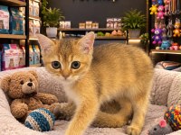 Mükemmel güzellikte british shorthair golden yavrular
