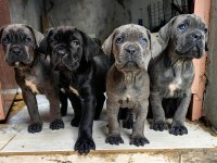CANE CORSO FCI KIF A SCRLİ GRANT TÜRKİYE ŞAMPİYONU YAVRULARI