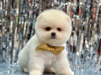 Pomeranian boo erkek köpeğimiz