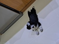 Terrier siyah beyaz