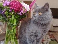 British longhair