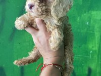 Orijinal toy poodle yavrularım