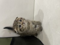 Golden tabby scottish fold