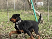 Rottweiler Ücretsiz sahiplendirmek istiyorum