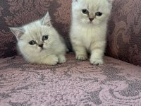 British Shorthair Blue Point