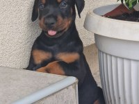 Evinizin neşesi doberman yavrular kapıda ödeme