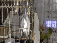 1 buçuk yaşında erkek sultan papağanı