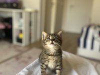 Kedimize acil yuva aranıyor