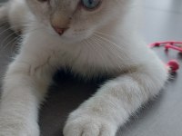 Akıllı çocuğum pamuk silver blue point british