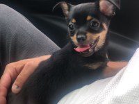 Teacup Minyatür Pinscher